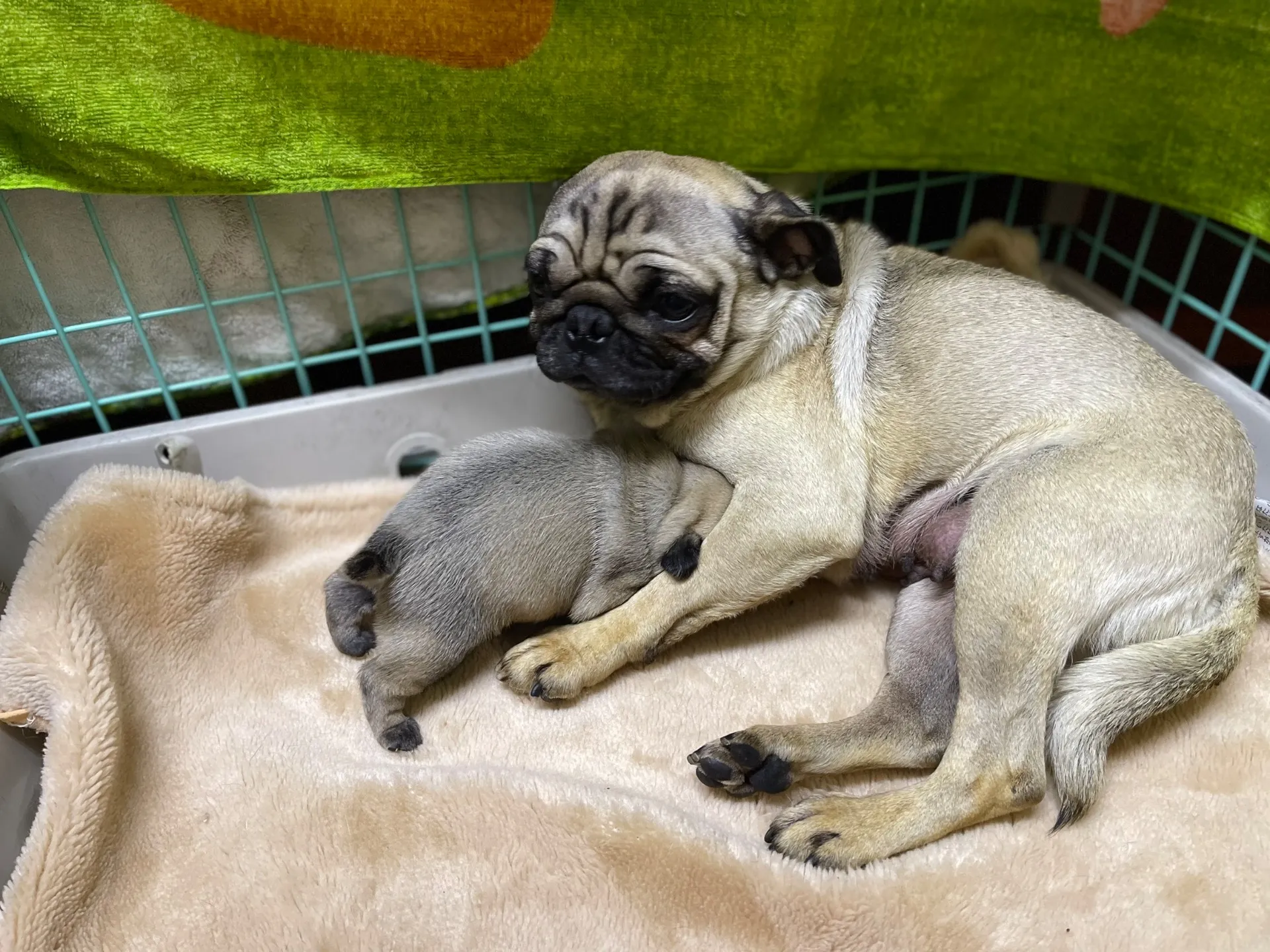 パグの赤ちゃん産まれました🐶