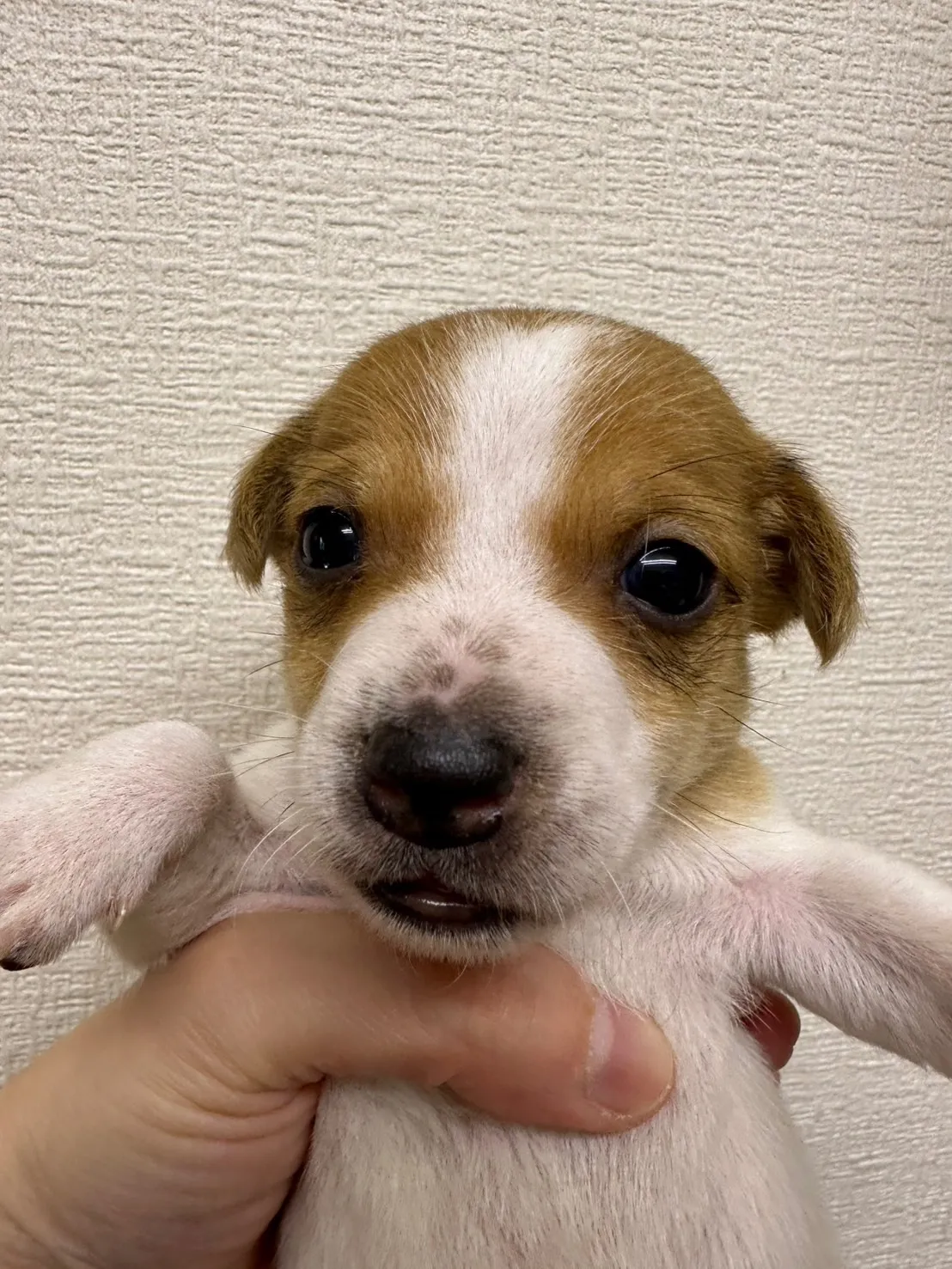 パジャックラッセルテリア